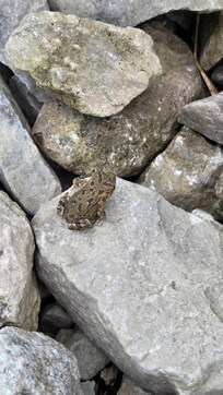 Tiny frog