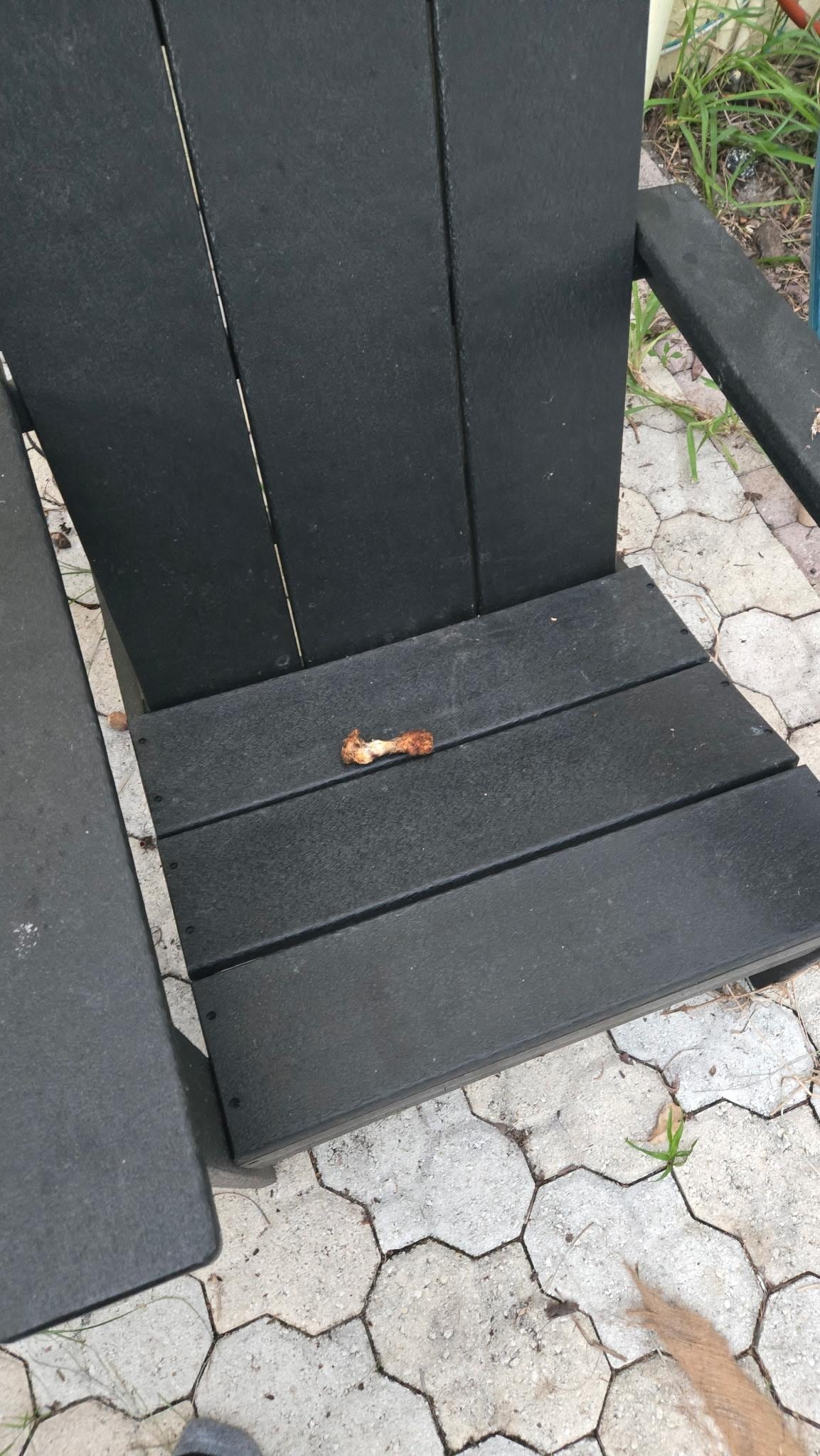 Chicken bones on the chair and the mat outside by the pool.