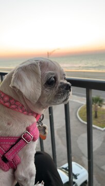 Bella enjoying watching the seagulls and other dogs walking along the beach while high up on her perch