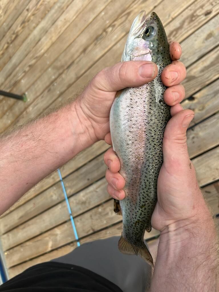 Rainbow trout