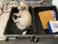 I wish now that I had brought him. You can see he wanted to come.