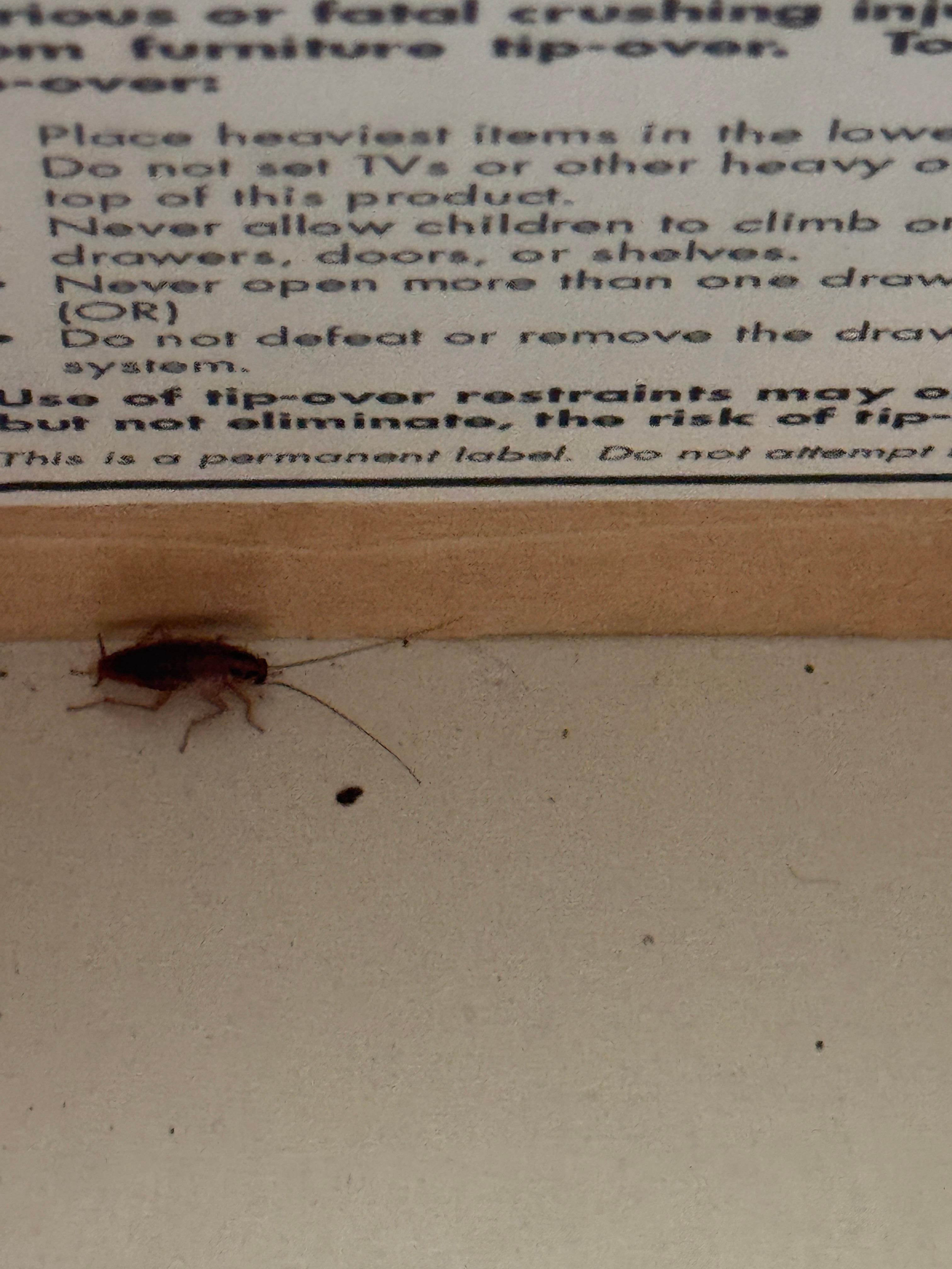 Roaches