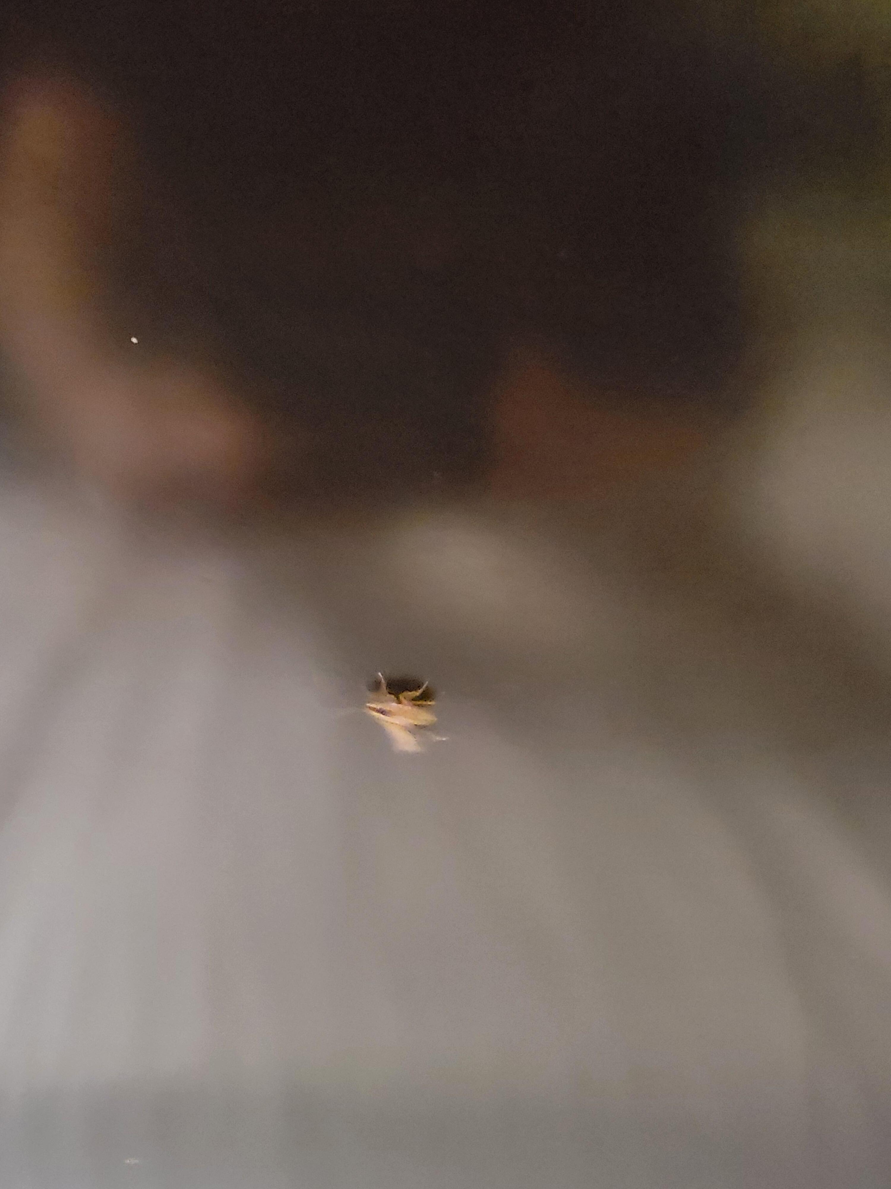 Bug found in bed