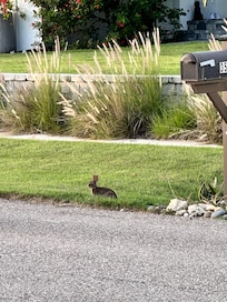 Bunnies are part of the neighborhood!