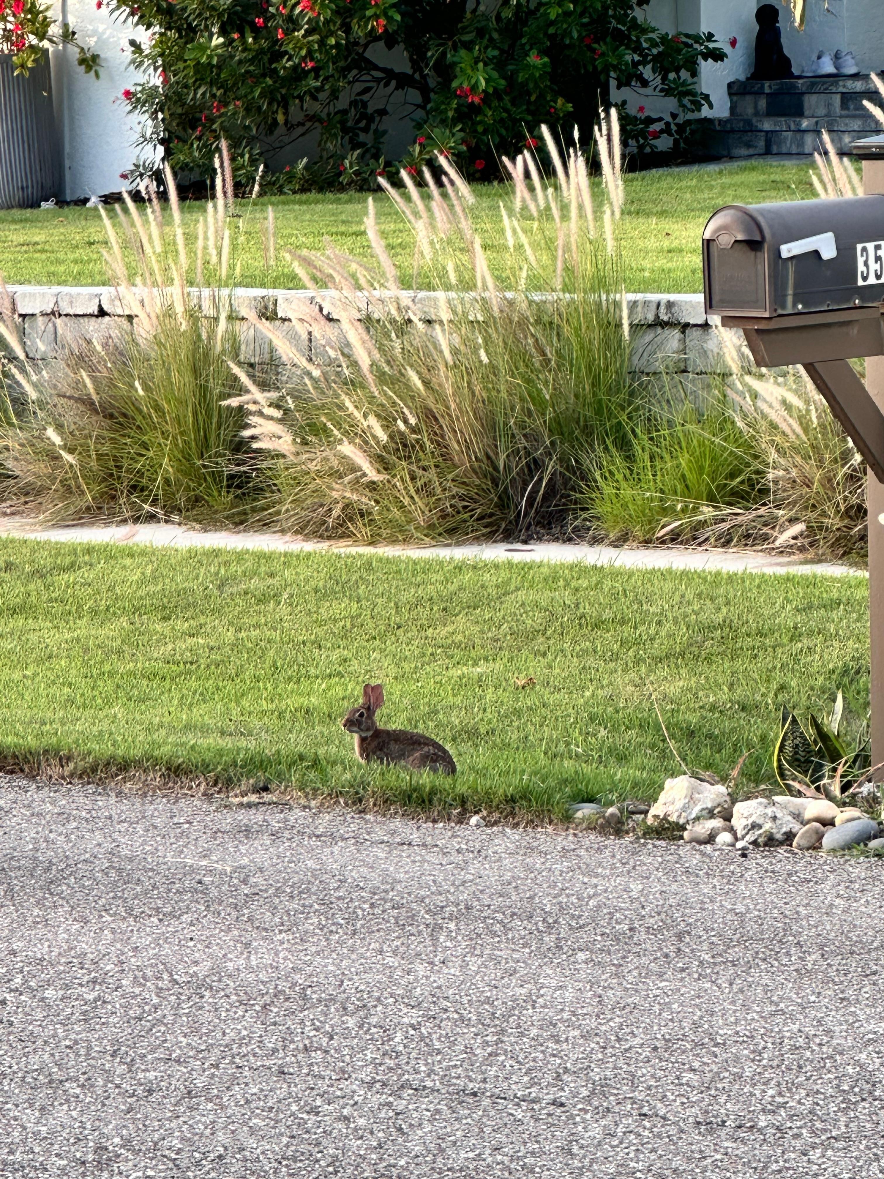 Bunnies are part of the neighborhood!
