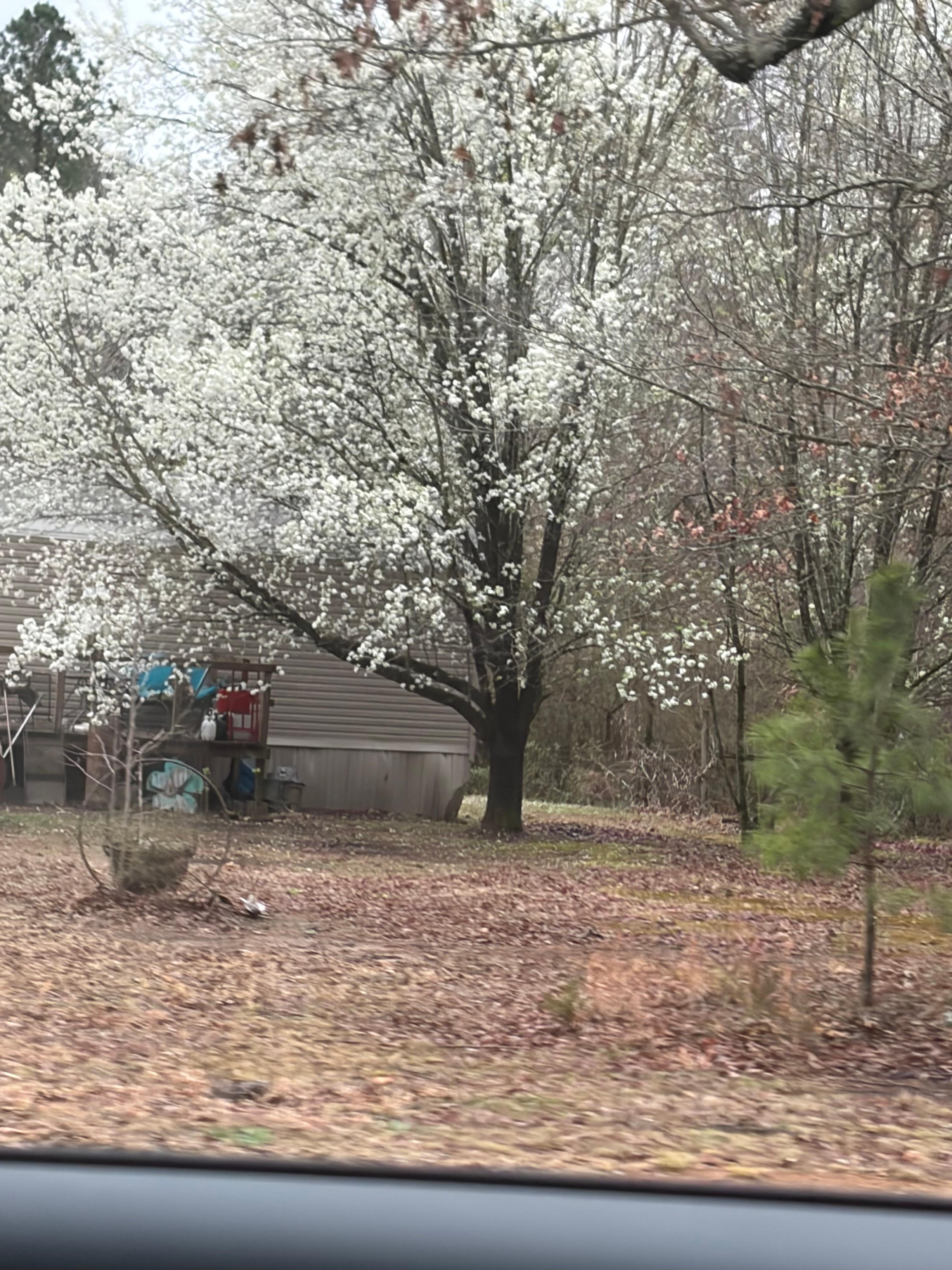 Gorgeous trees in bloom.