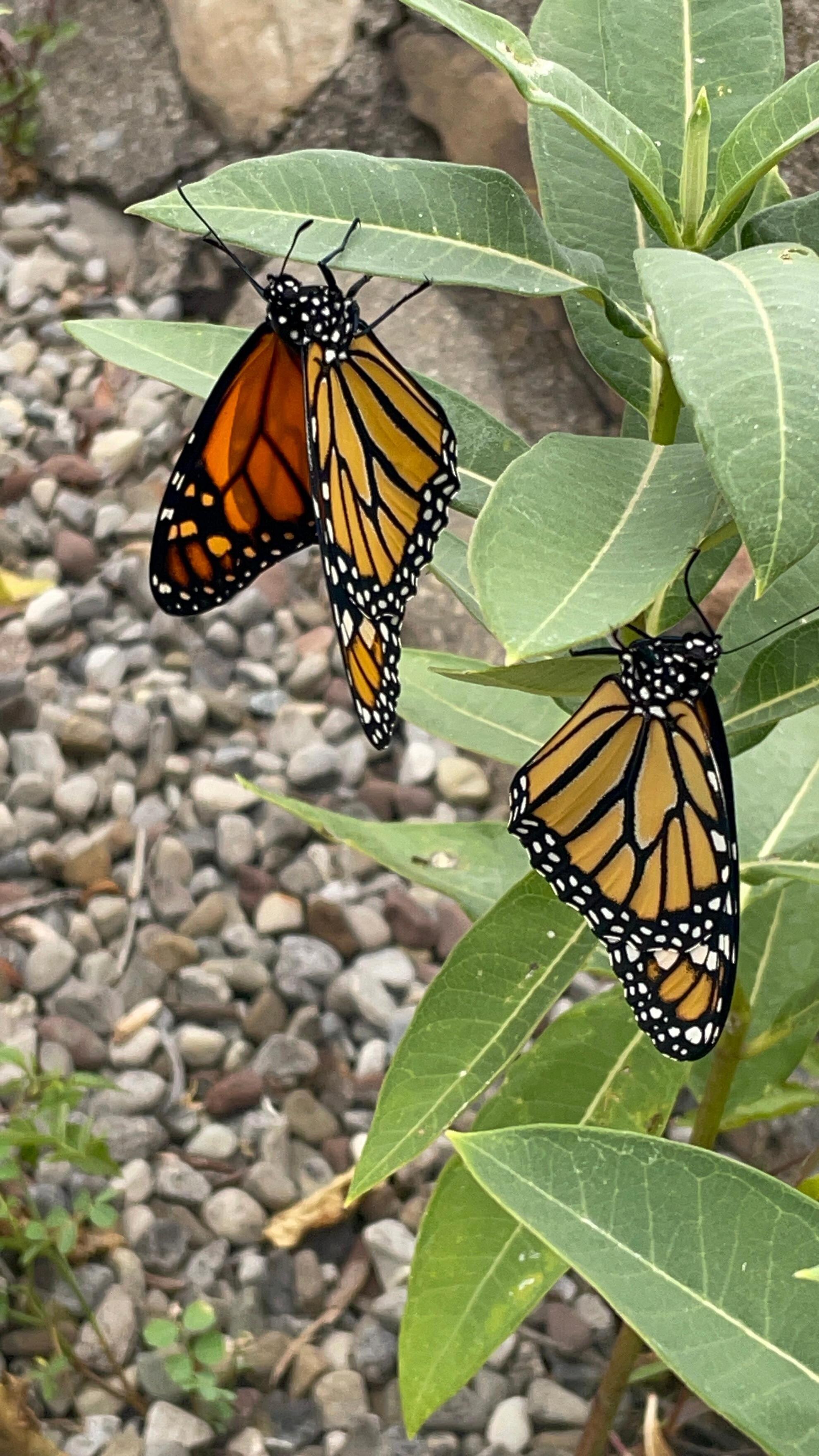 Monarch butterflies 