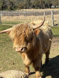 Highland cow at Balancing Heart Winery