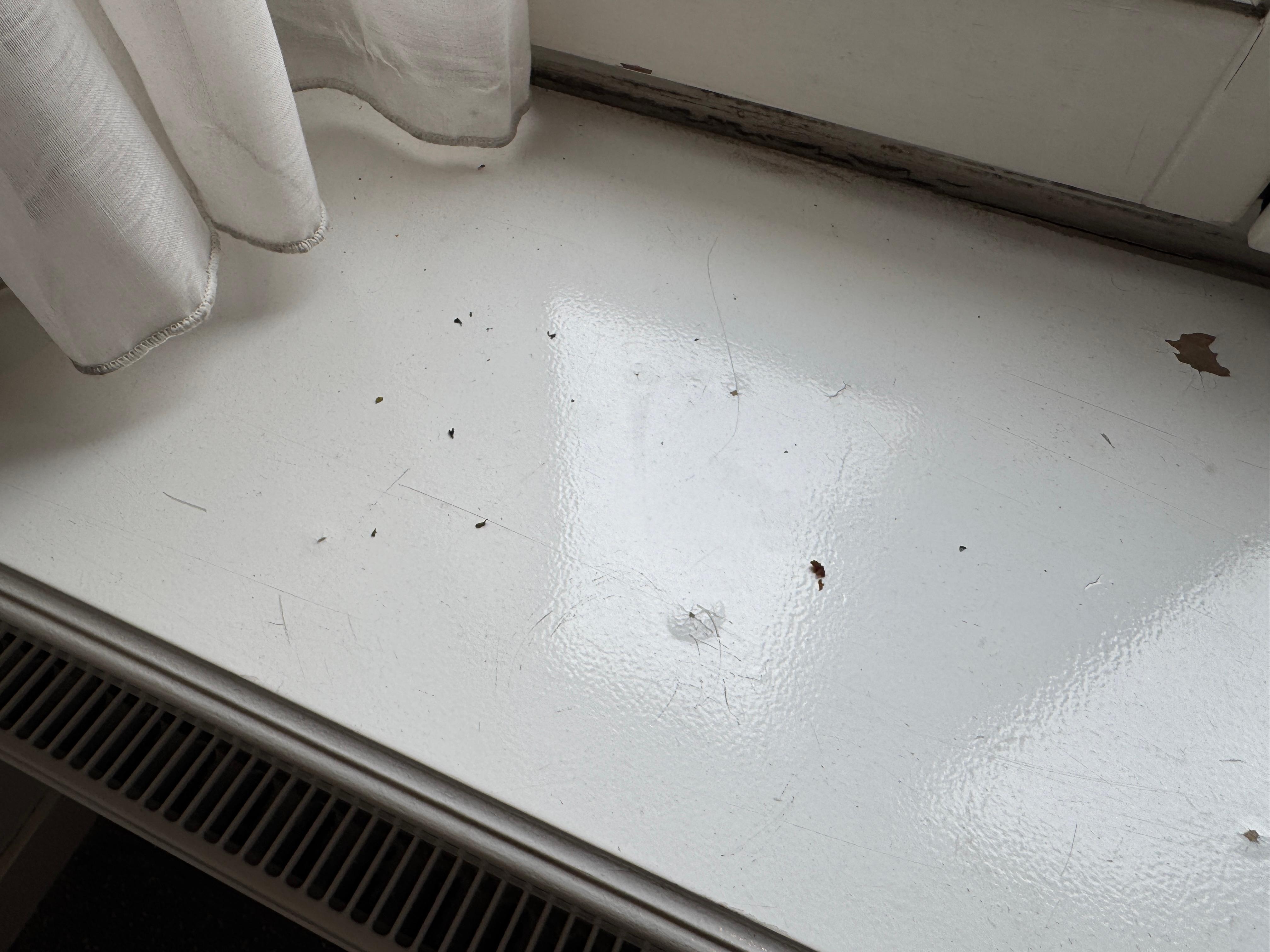 Skitt i vinduskarm. Symptomatisk på renholdet dessverre.