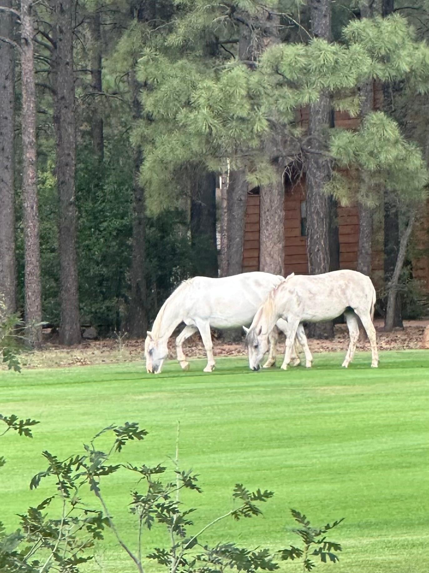 Wild horses on the golf course nearby. 