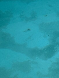 Pool filthy dirty. No pool towels
