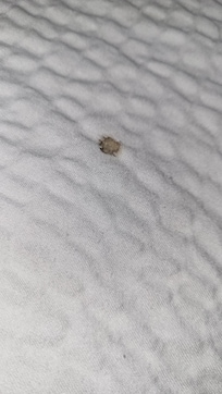 On top comforter