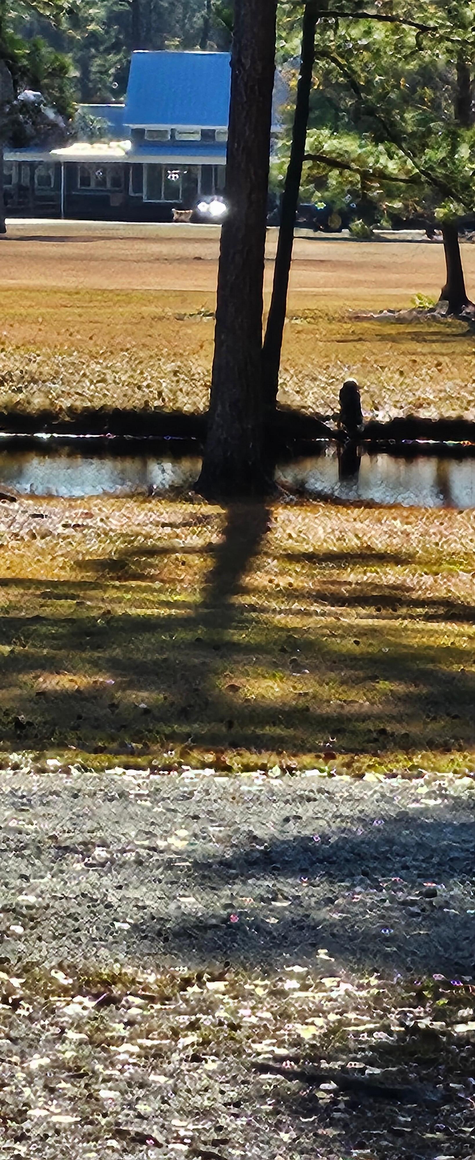 View of pond from porch.  Hard to see but looked like visiting 'dog' friend enjoying play and pond area.