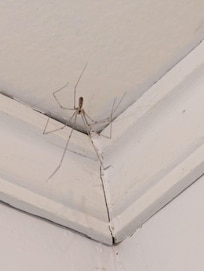 Spiders literally everwhere