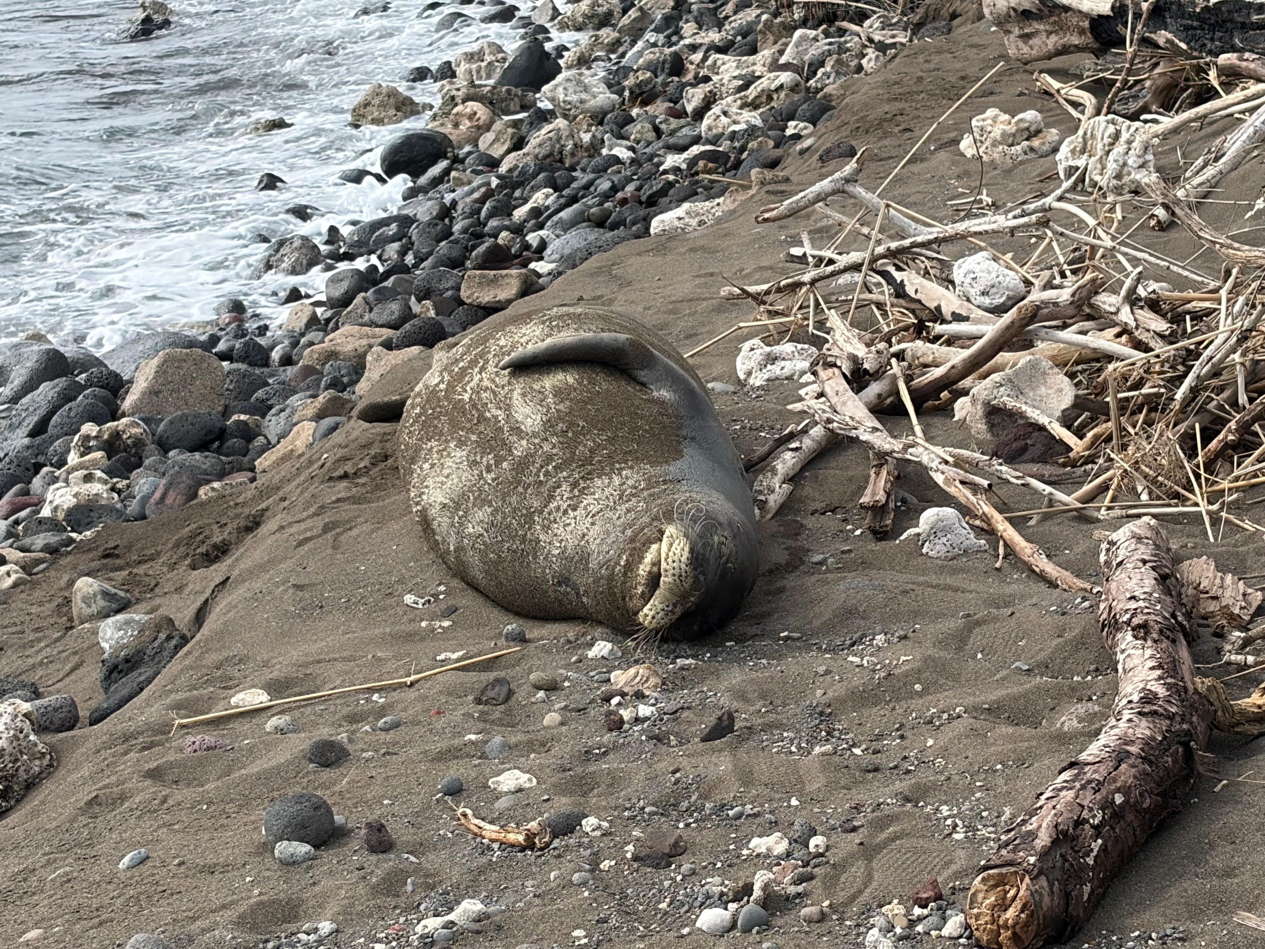 An endangered monk seal found his way to the beach here.  