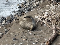 An endangered monk seal found his way to the beach here.