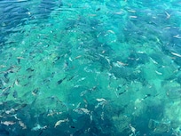 The sea