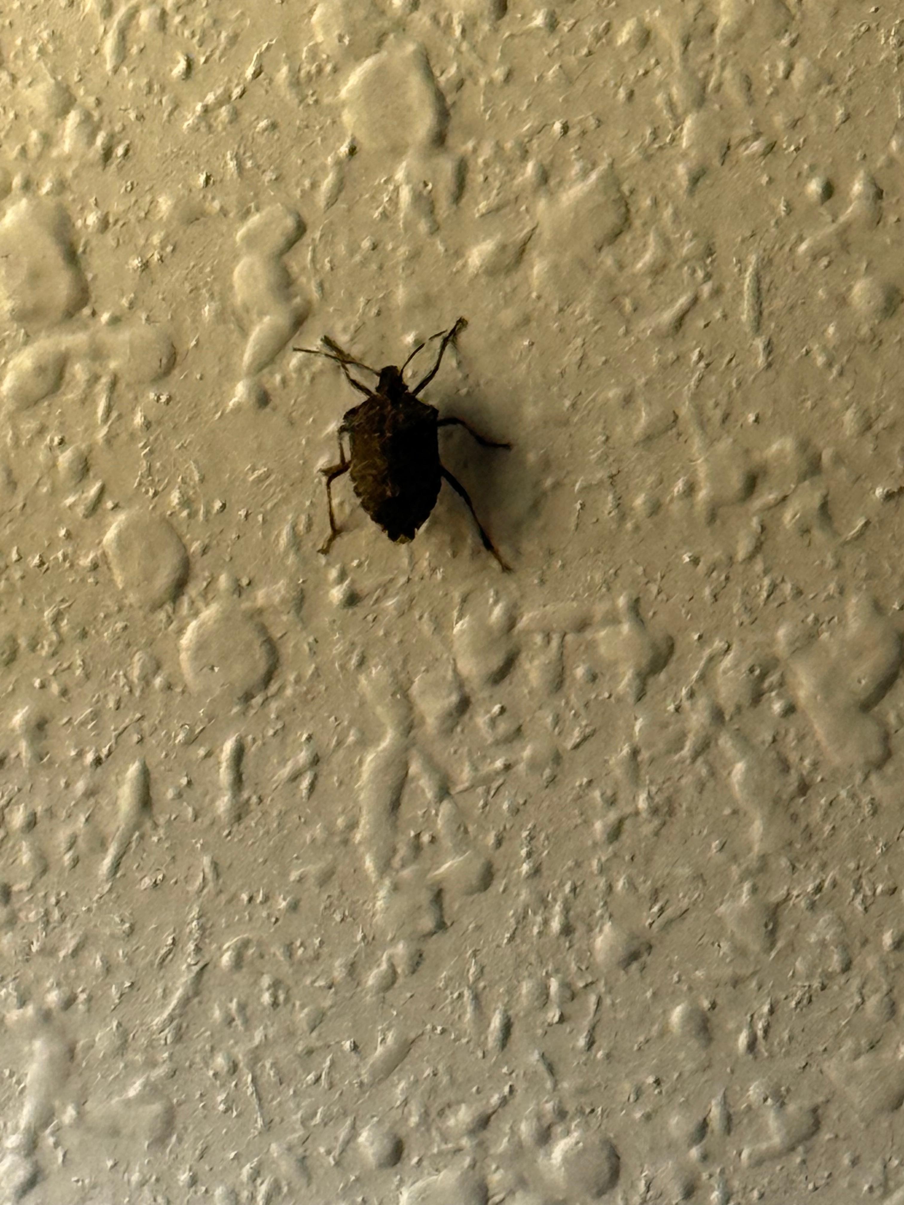 This is just one of the many bugs-