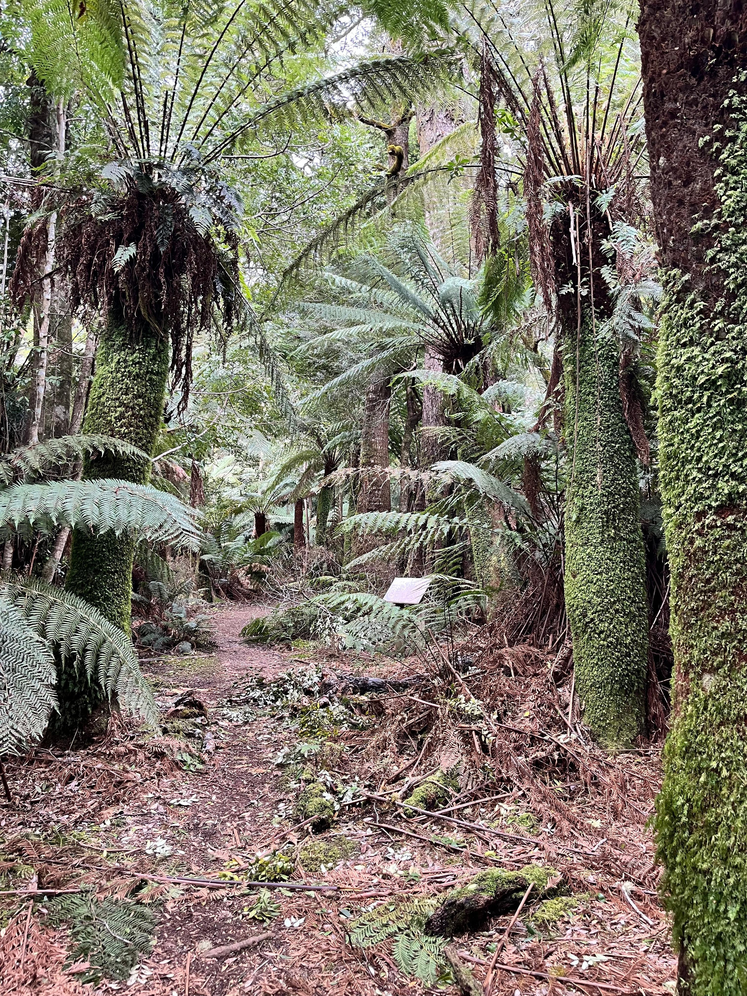 Rainforest walk at Weldborough Pass