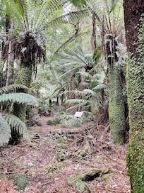 Rainforest walk at Weldborough Pass