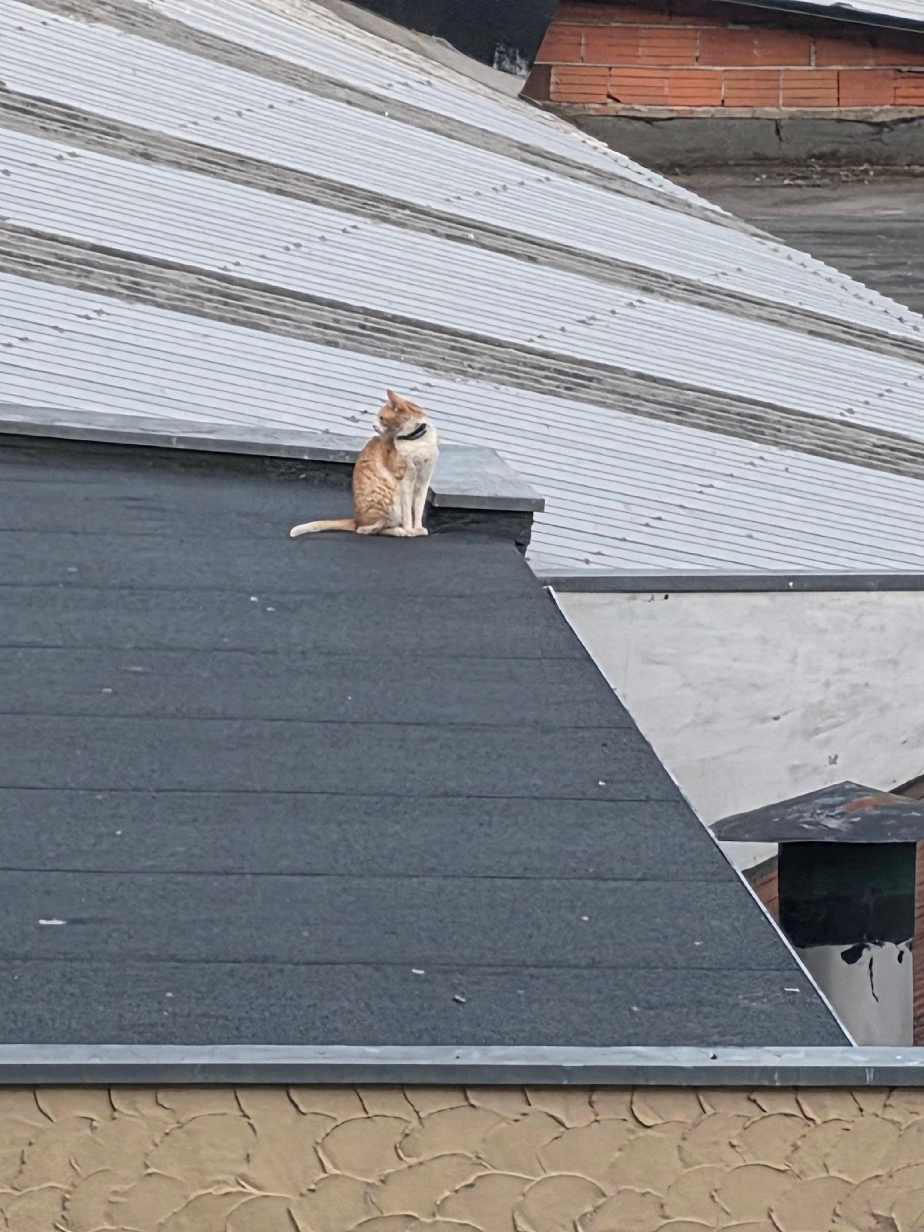 A neighbor's cat enjoying a nearby roof