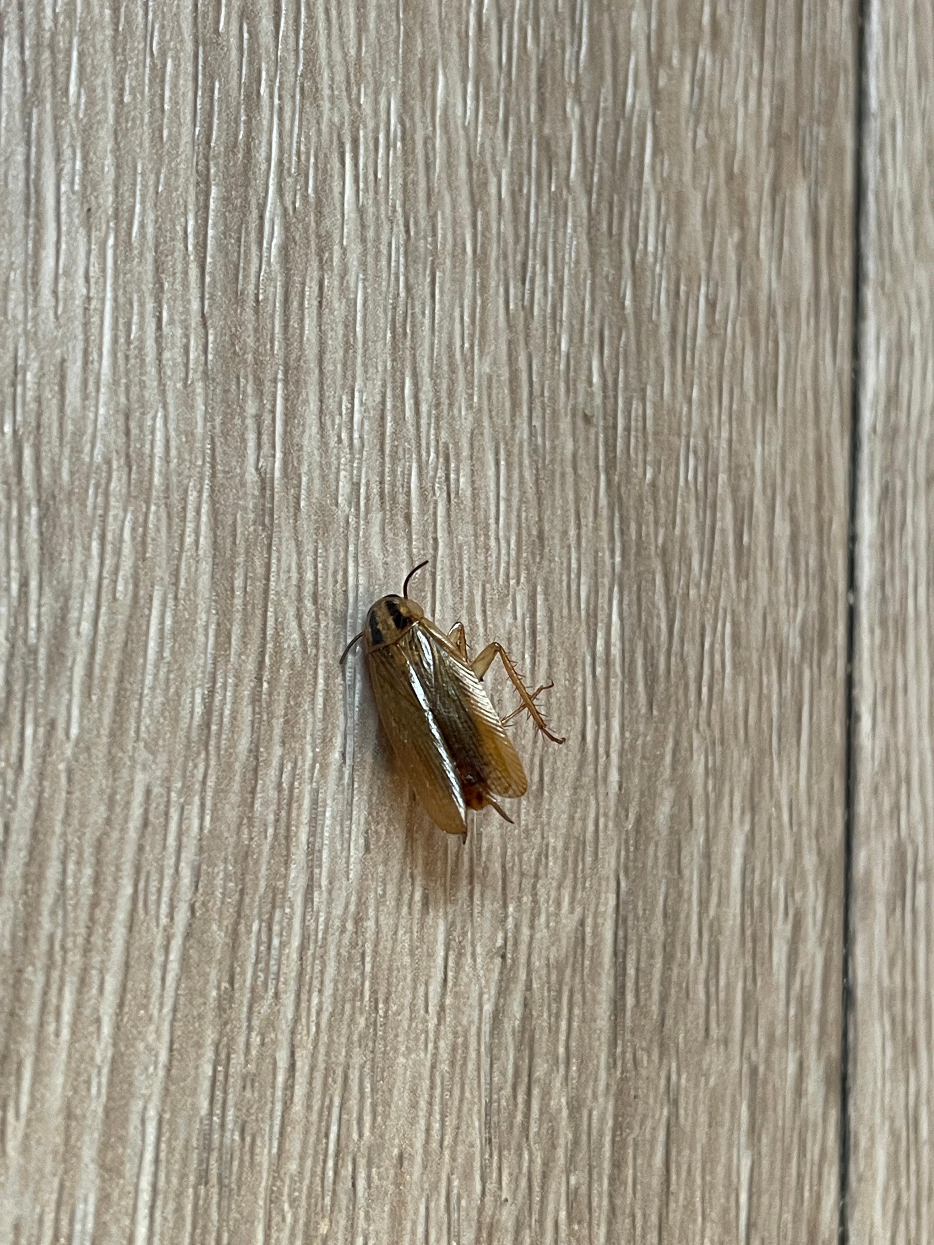 Roach in room.