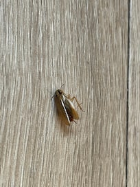 Roach in room.