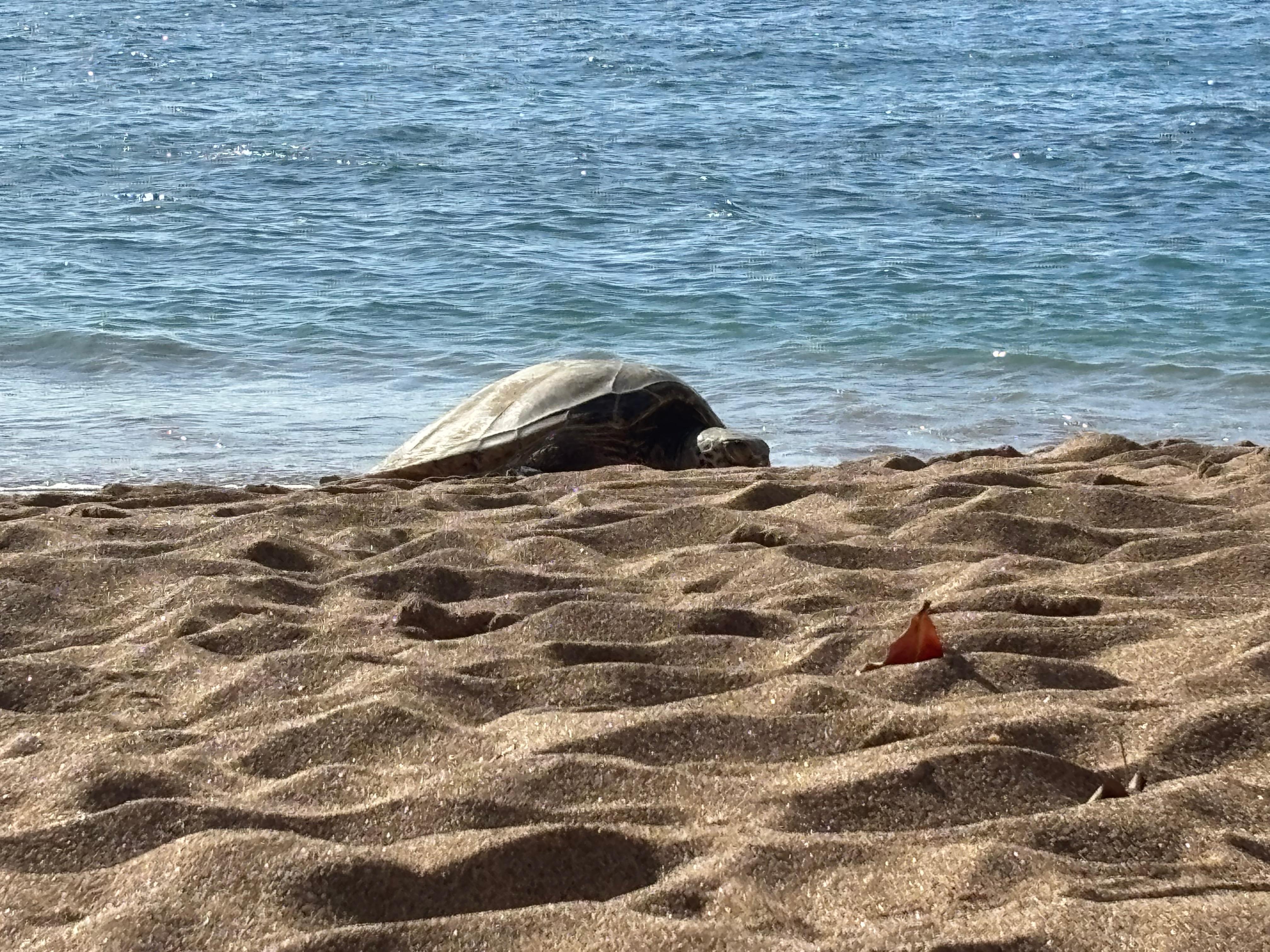 Sea turtle basking in the beach