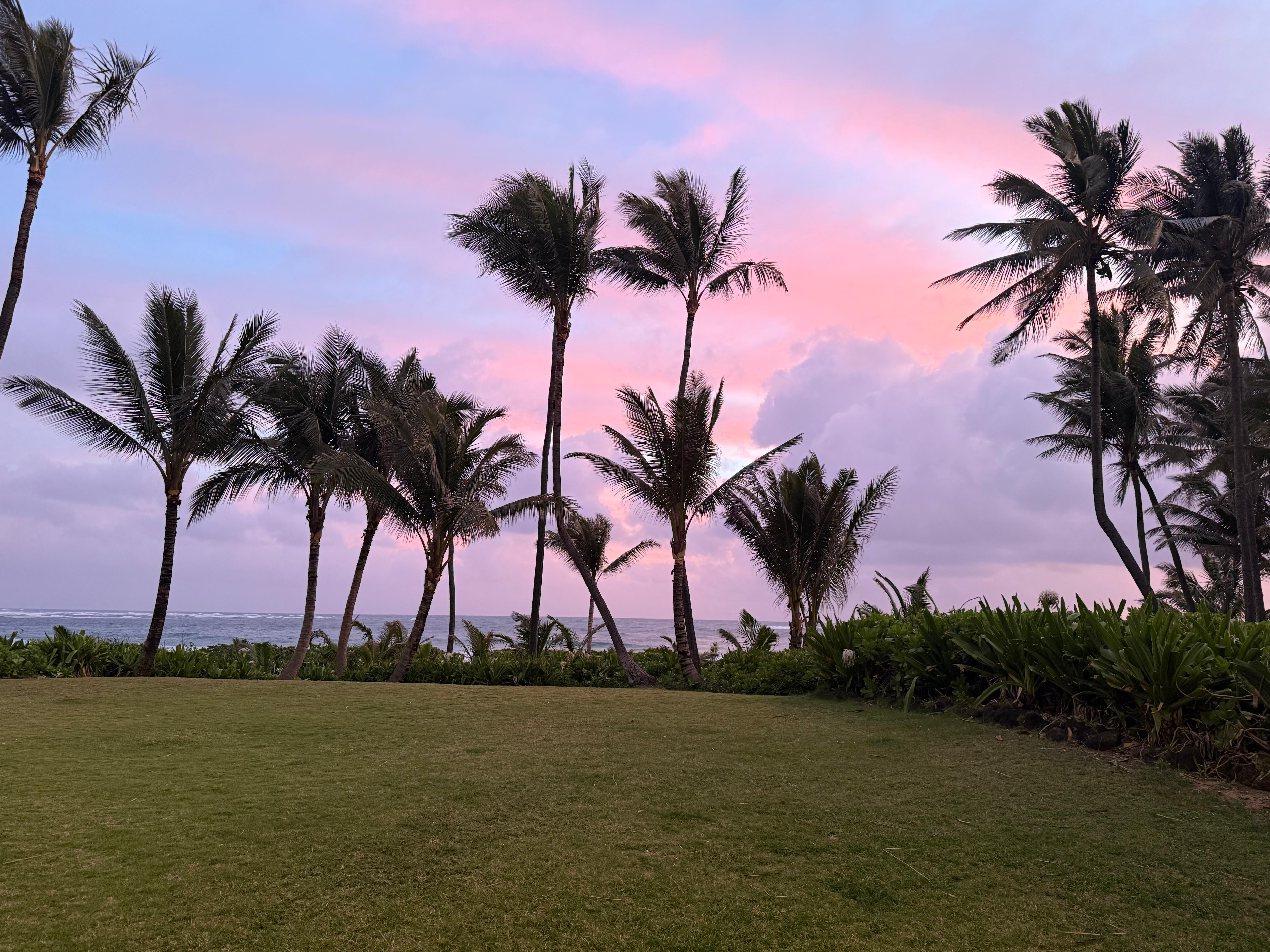 Morning backyard view