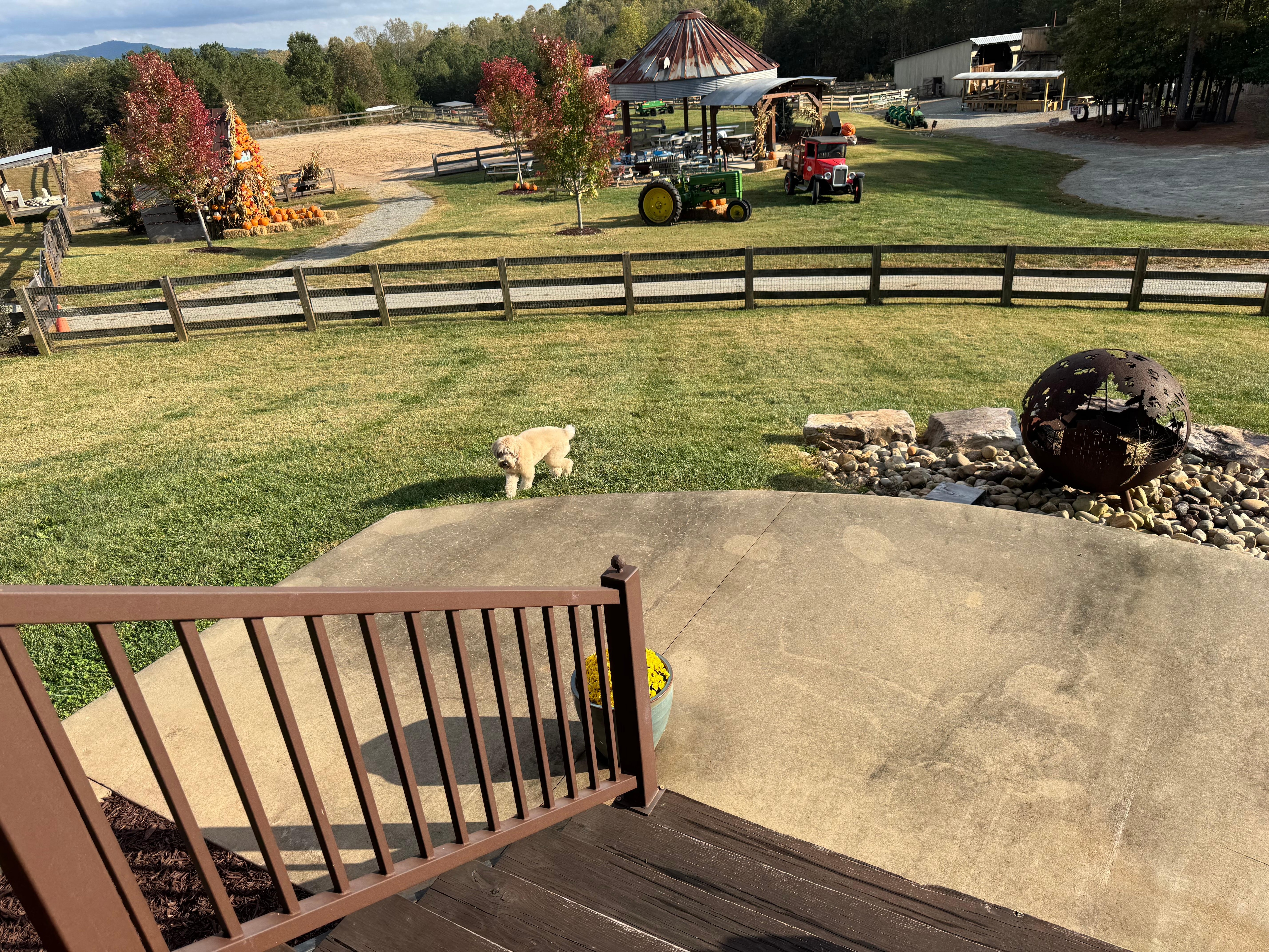 Our Wheaten enjoying the huge front yard