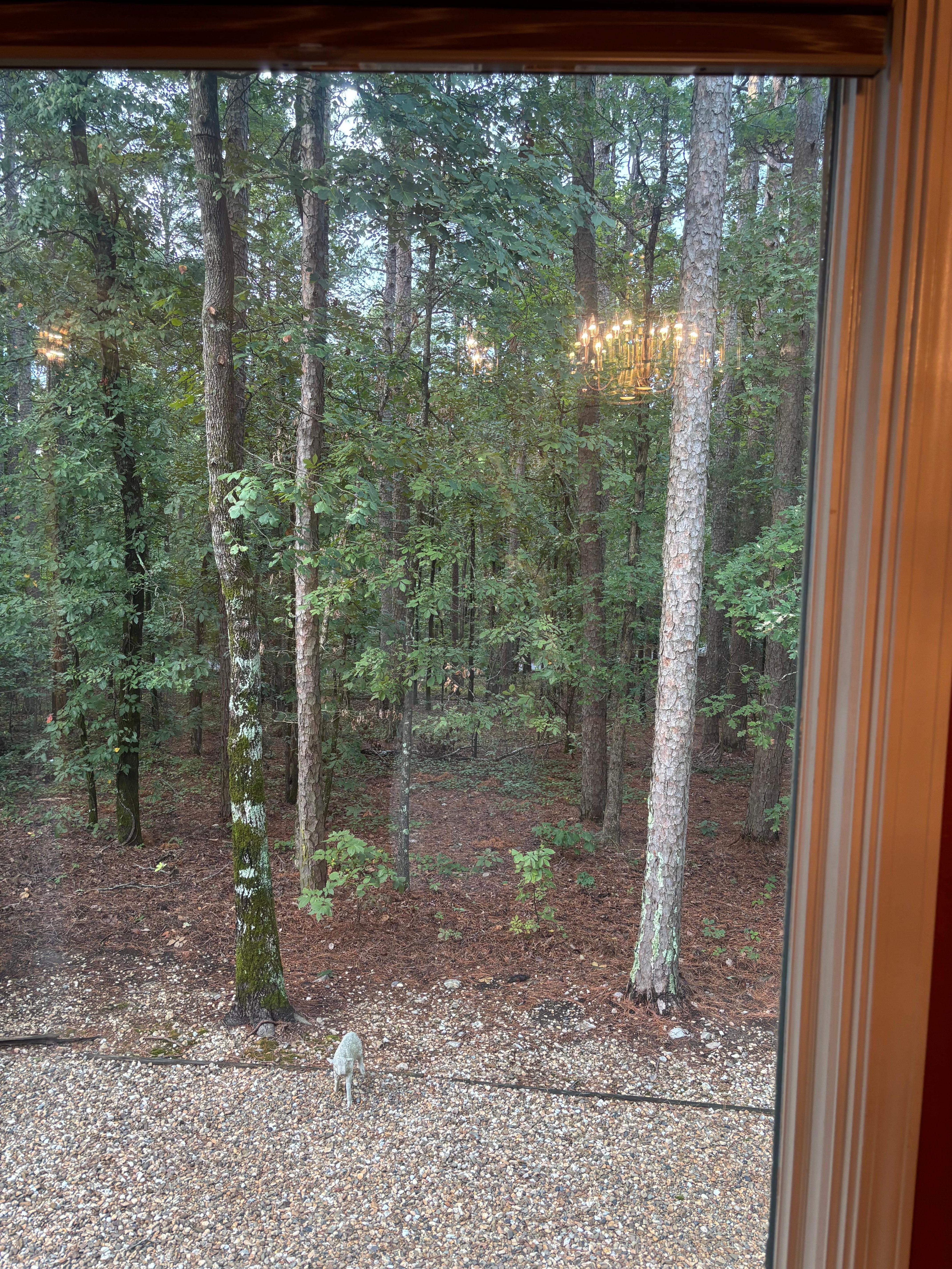Looking out the dining room window.