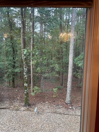 Looking out the dining room window.