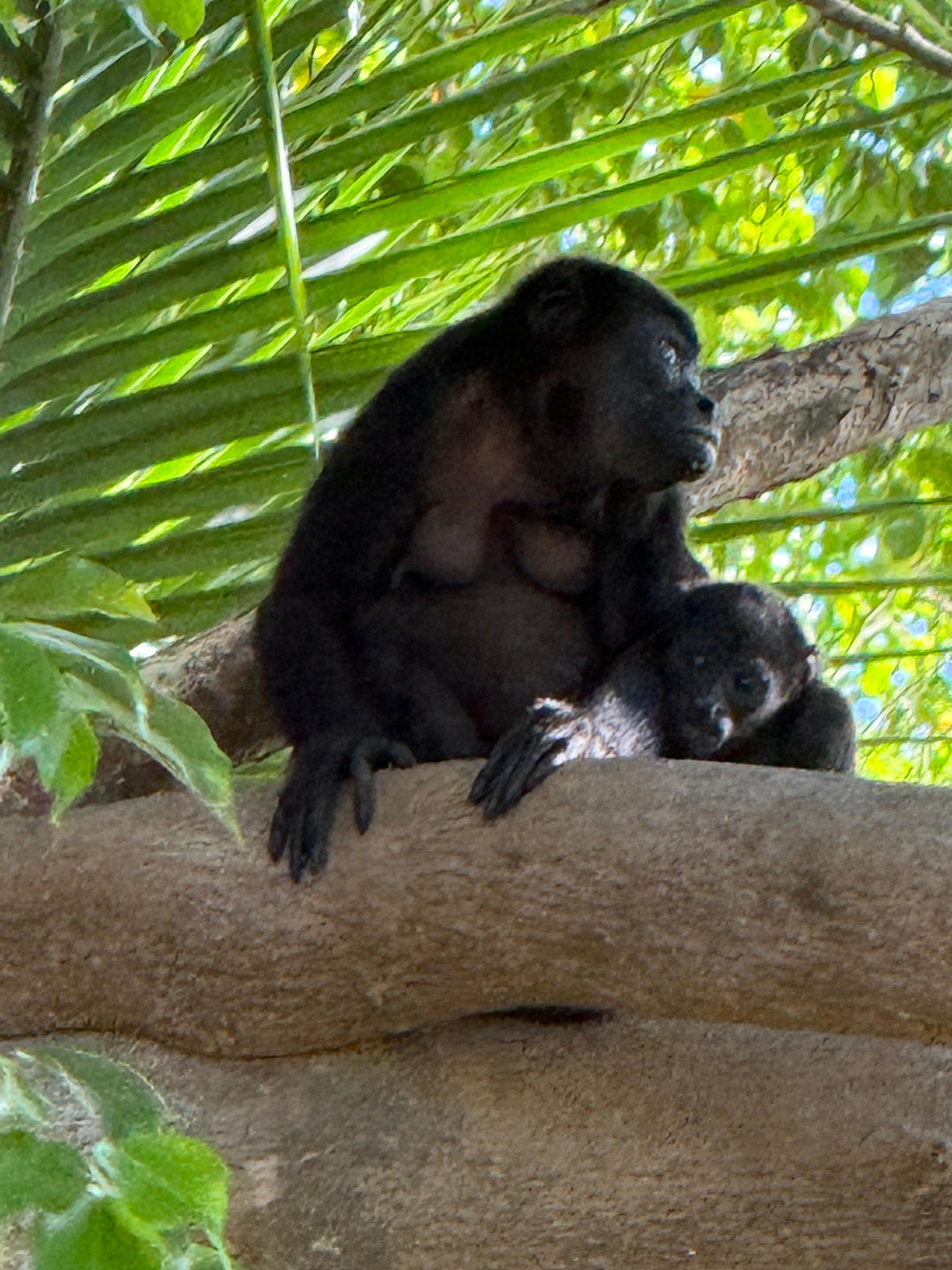 Our breakfast visitors, my favorite wildlife on the property were the scarlet macaws.