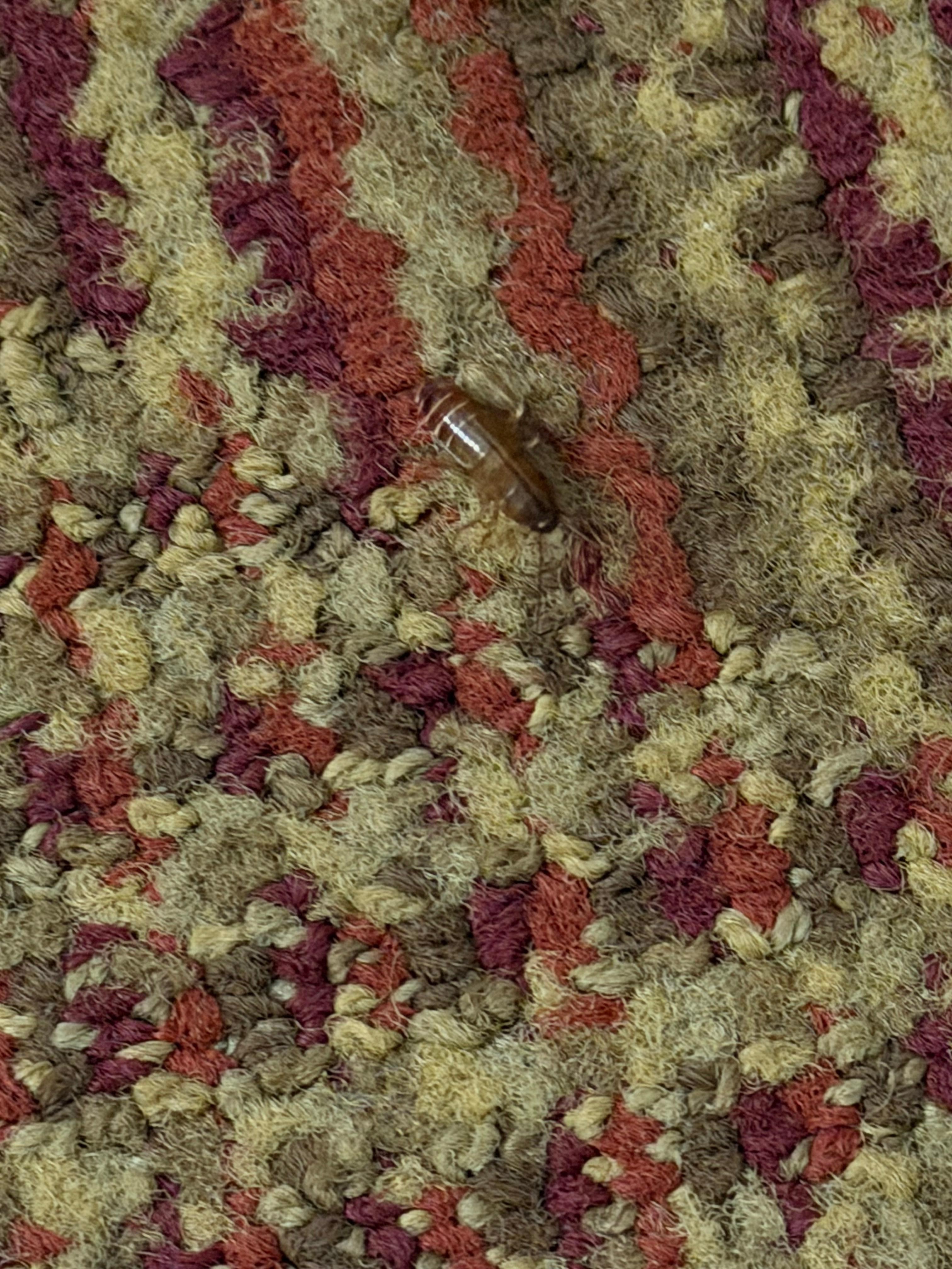 This was the baby roach.