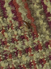 This was the baby roach.