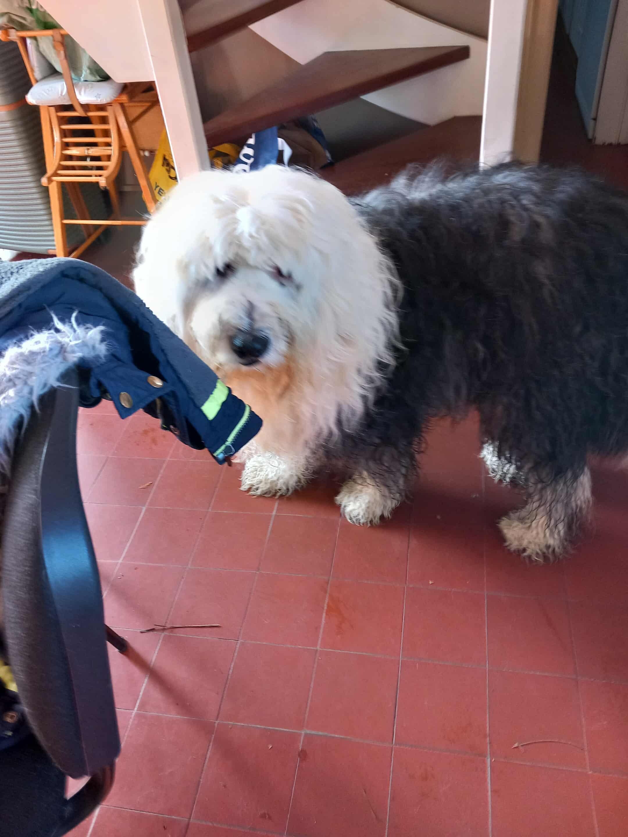 Bien être des toutous