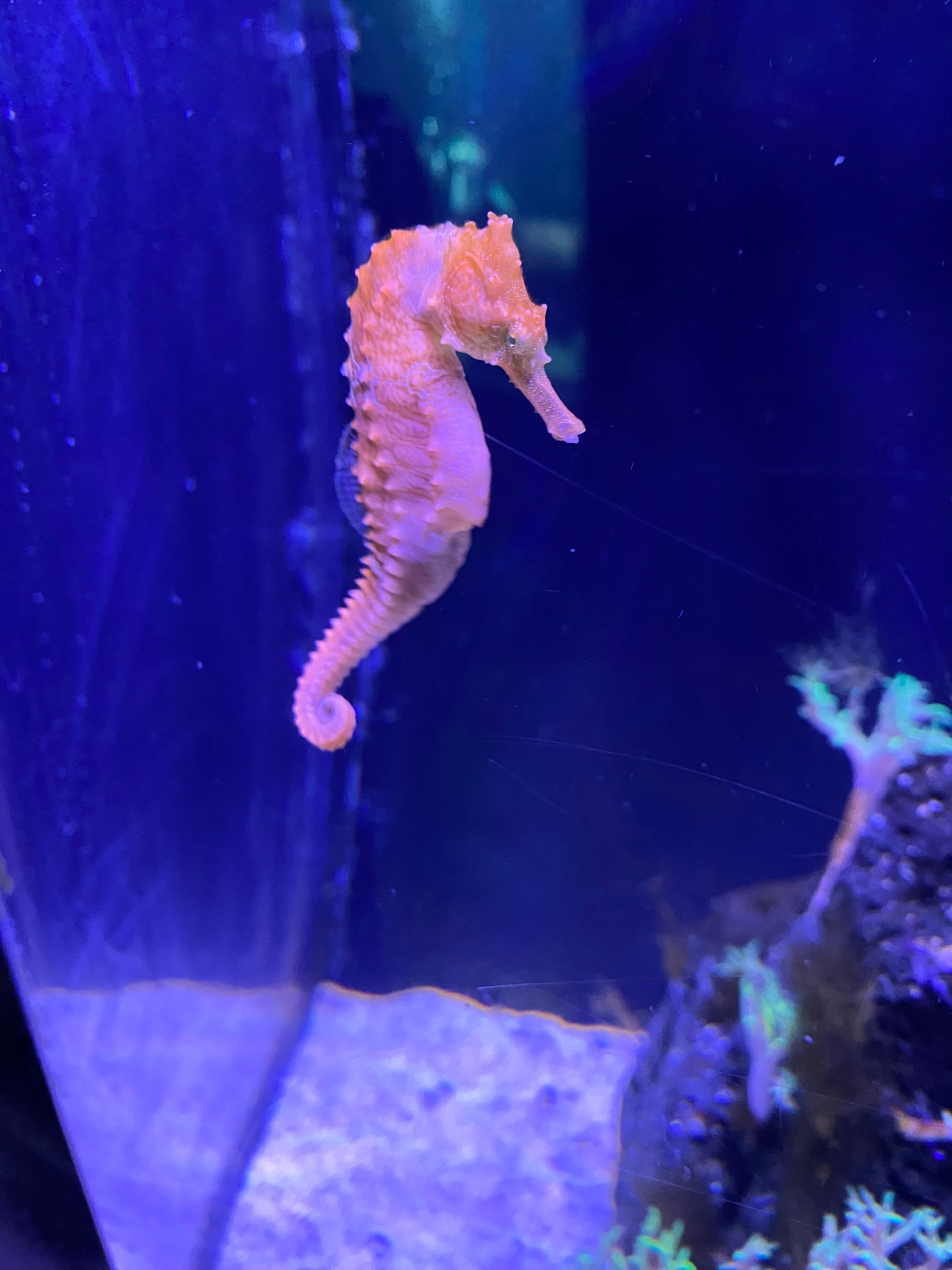 We enjoyed the aquarium