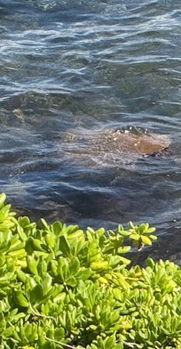 Turtle!