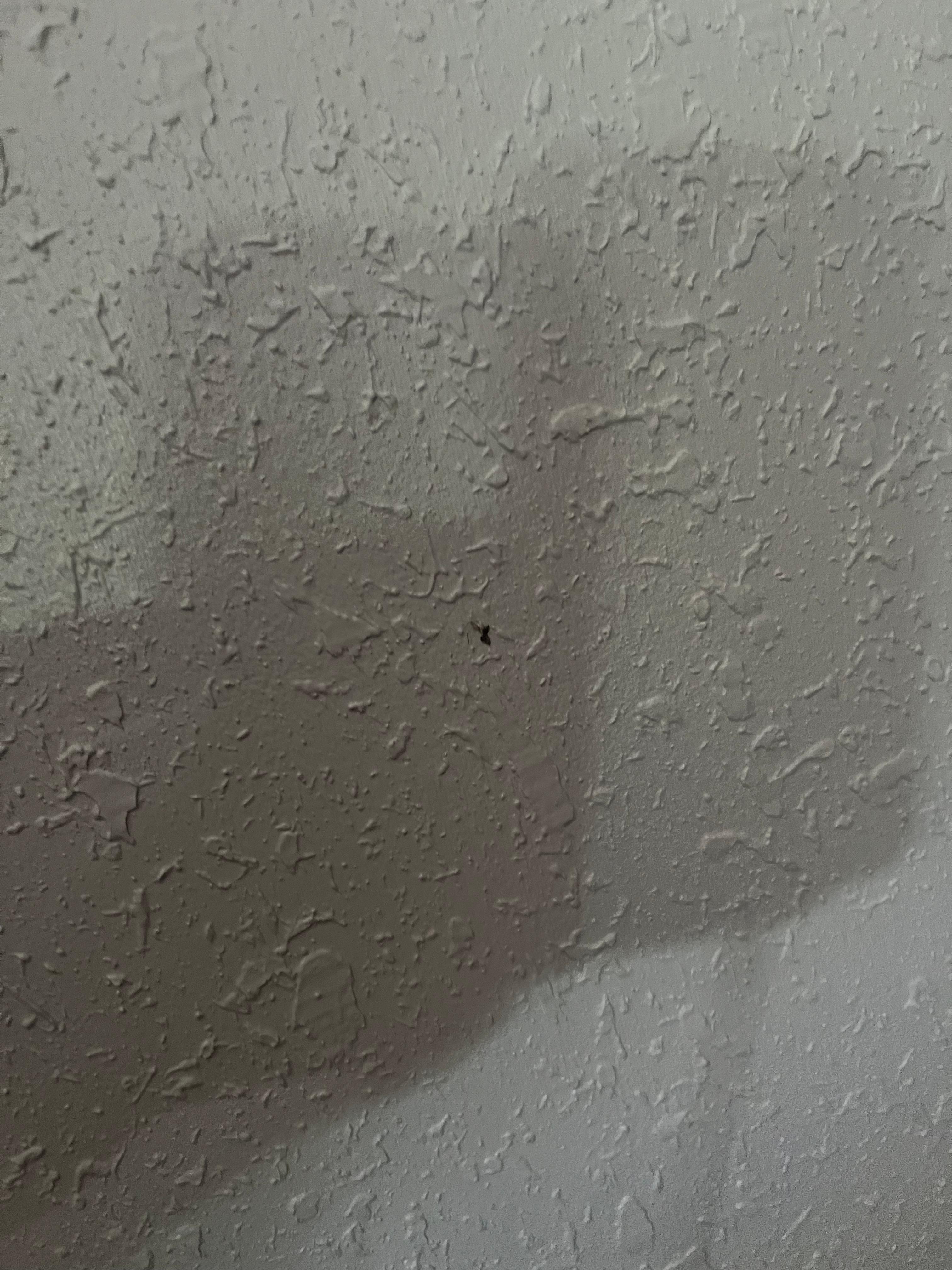 Squished bug on wall