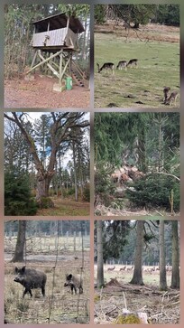 Ausflug zum Wildgatter