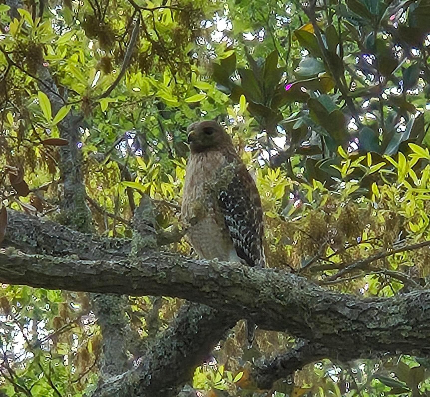 Red shouldered Hawk