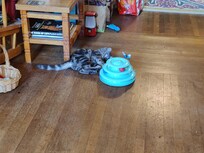 Watson playing