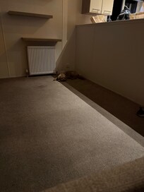 Plenty of space for our dog
