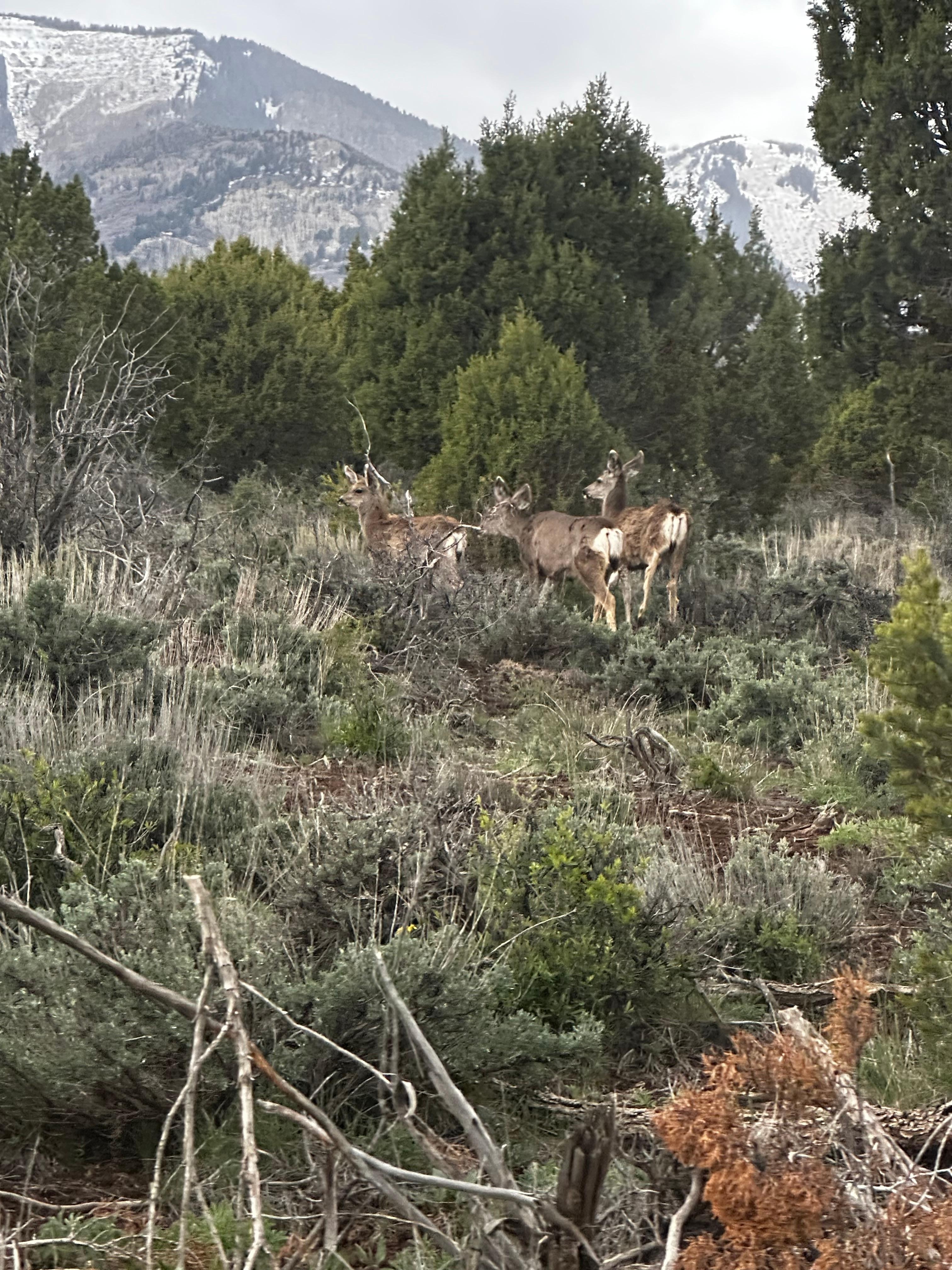 Wildlife outside the dome
