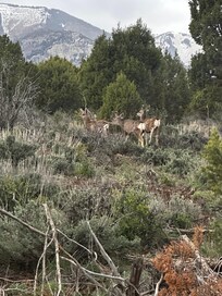 Wildlife outside the dome