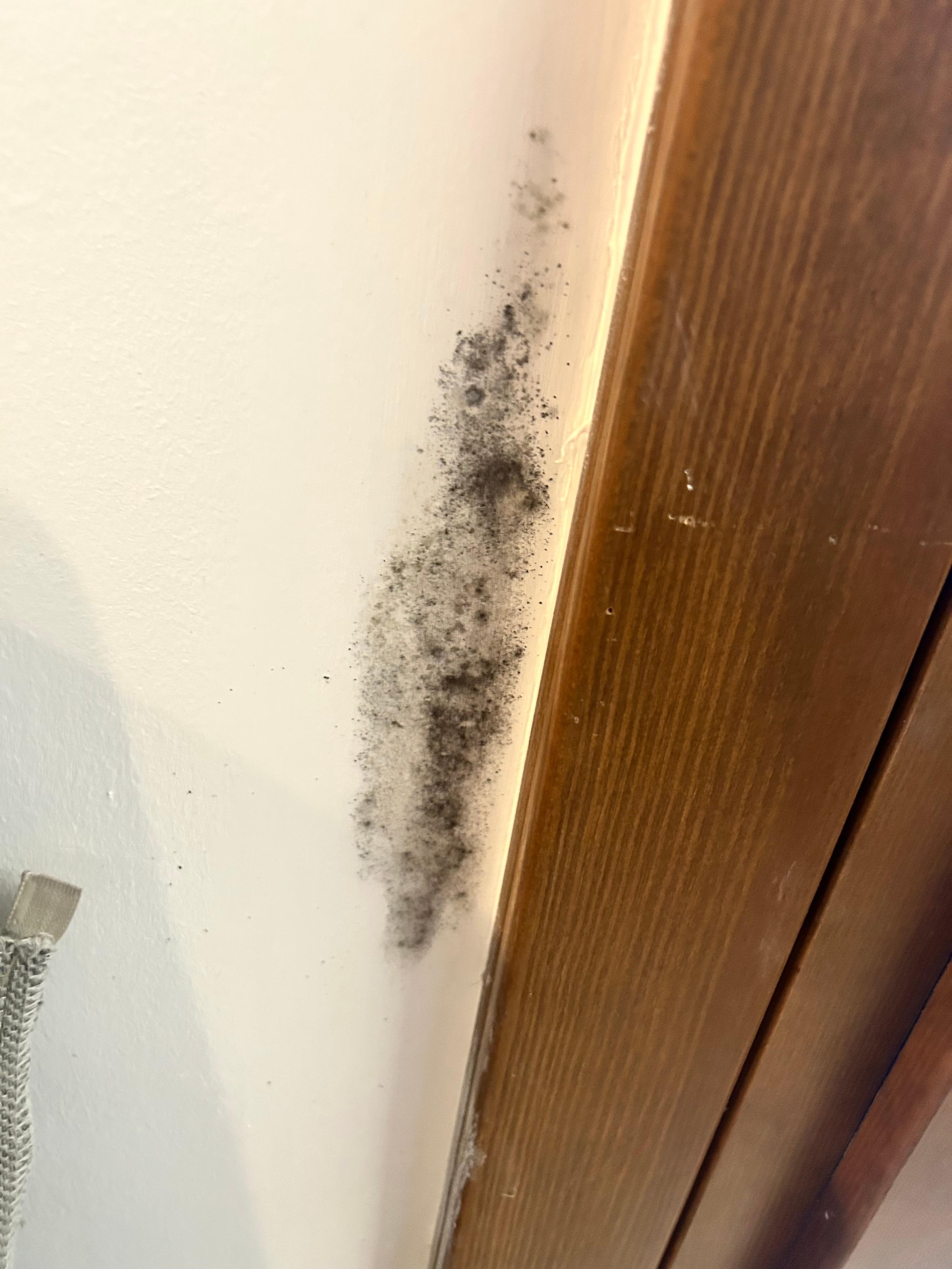 Mold in the living room/pullout couch area