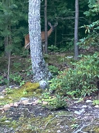Tuesday evening visitor!