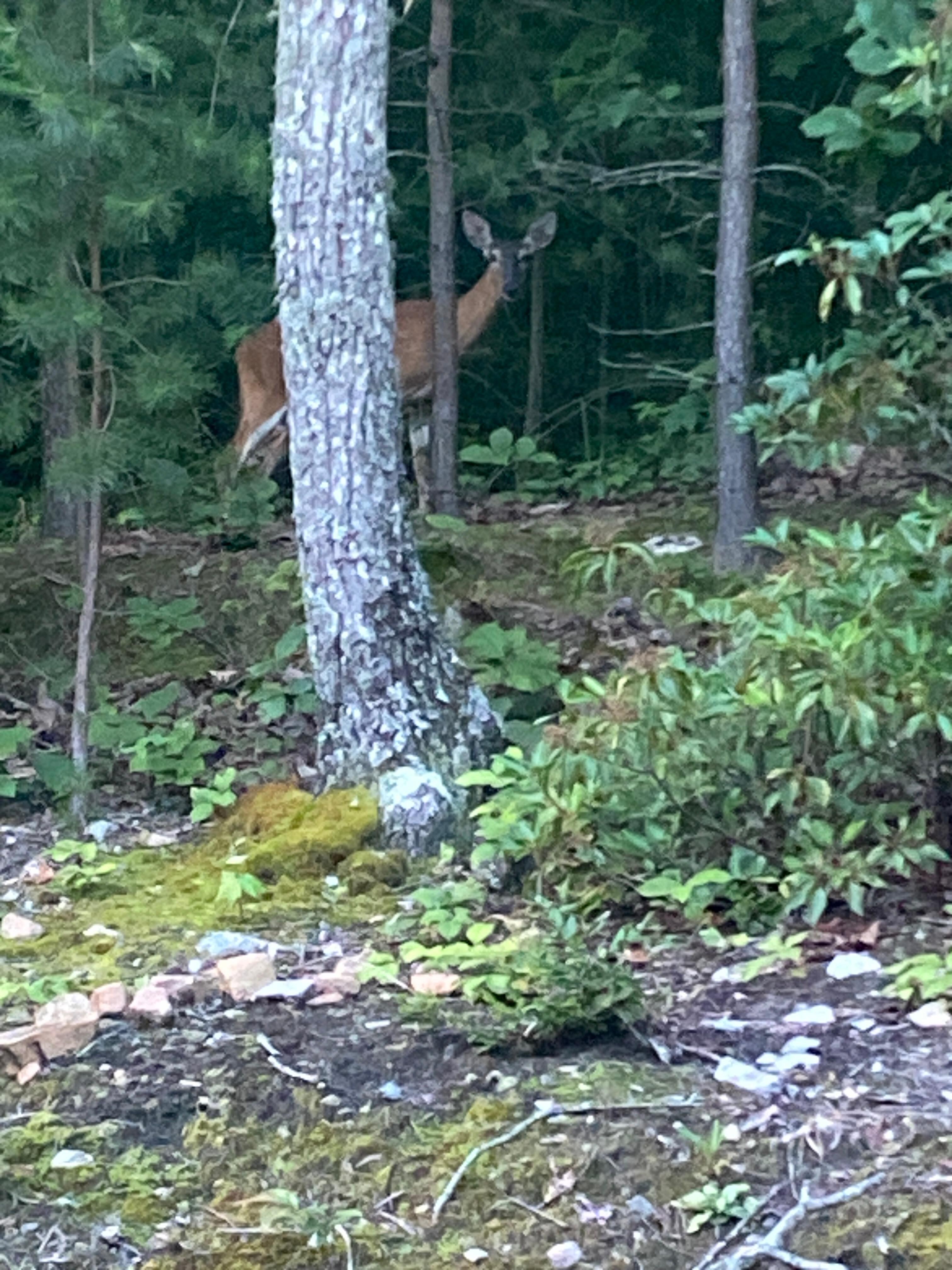 Tuesday evening visitor!