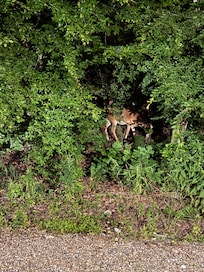 Deer right outside the living room window on our first night.