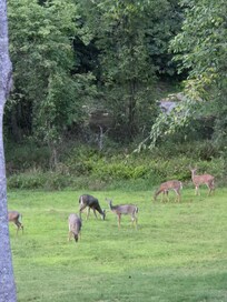 Deer family that came most evenings